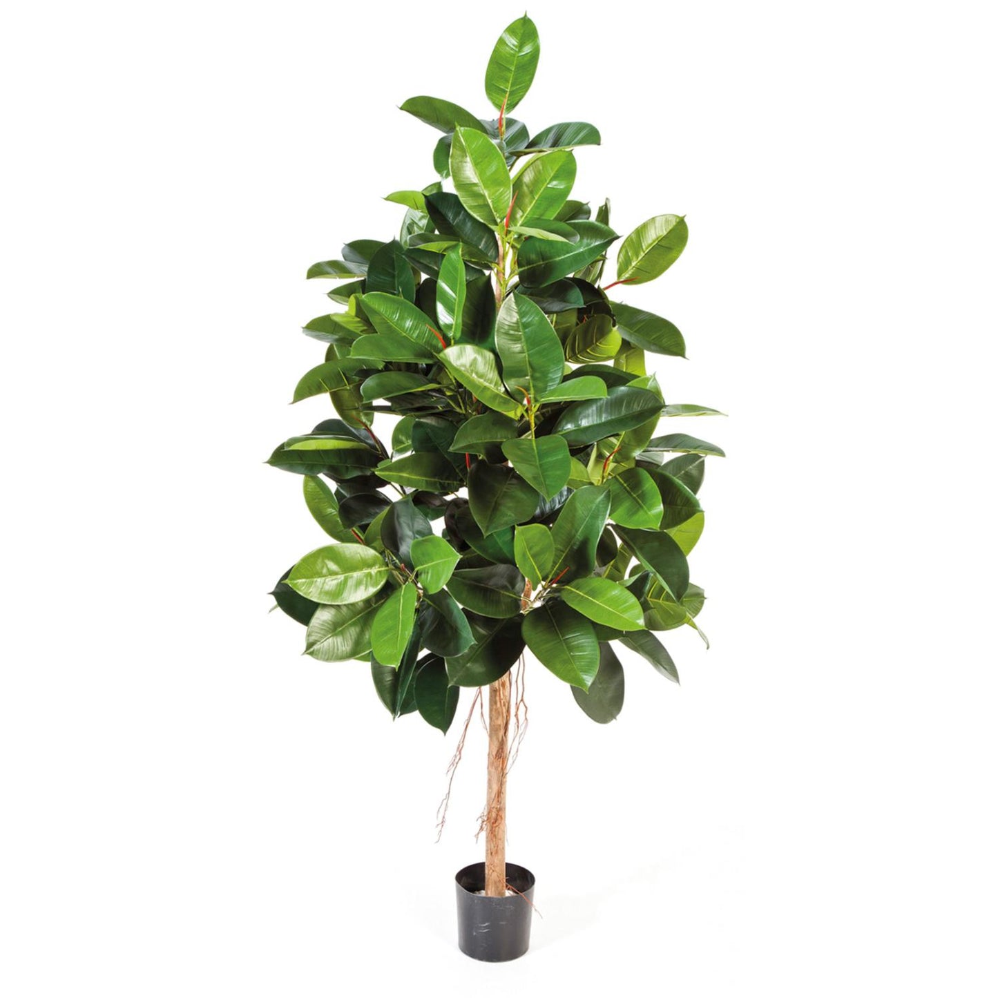 Ficus Elastica Plante 180cm