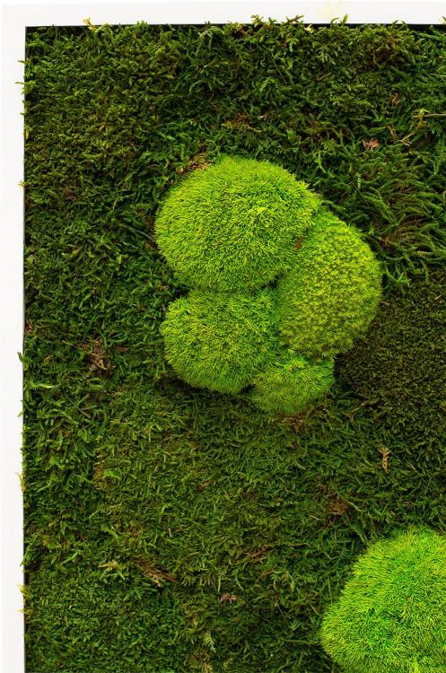 Premium Moss Wall Art 80x80