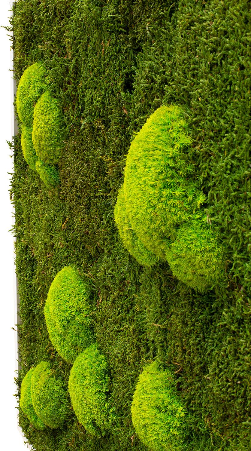 Premium Moss Wall Art 80x80